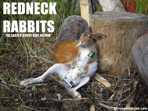 funny drunk quotes. Funny Rabbit having a drink