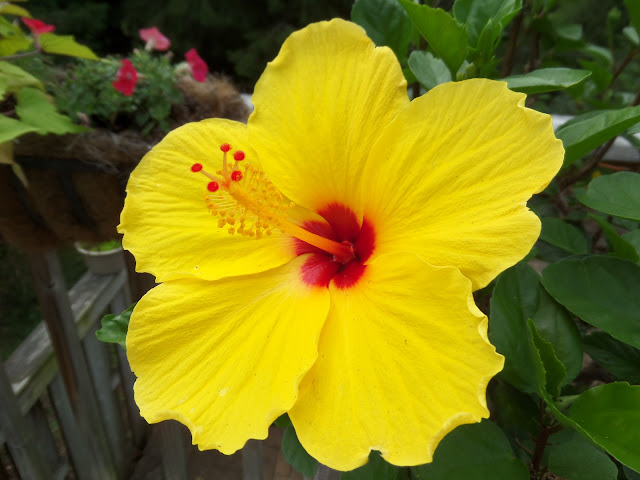 yellow hibiscus