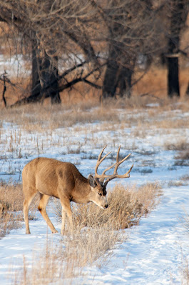 Mule deer buck, Rocky Mountain Arsenal National Wildlife Refuge