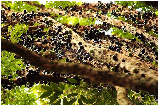 Menakjubkan ! Anggur Brazil Berbuah Dibatang Pokok 