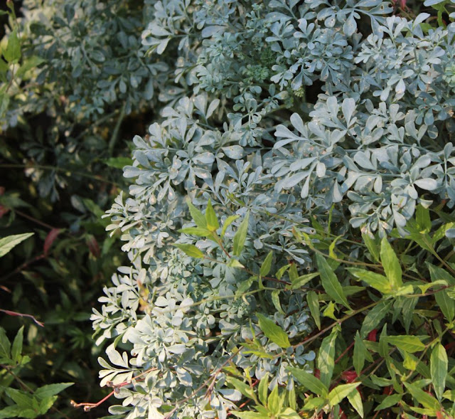 ruta graveolens, virnantul, planta autohtona, frunze albastre, flori galbene, gradina aromatice, peisagistica.