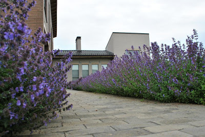 Ландшафтный дизайн в стиле котовника, kursk-garden