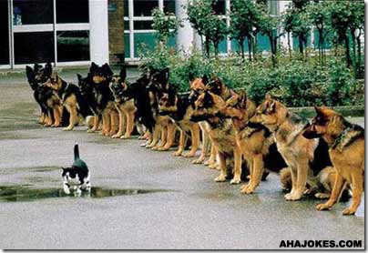 confident cat