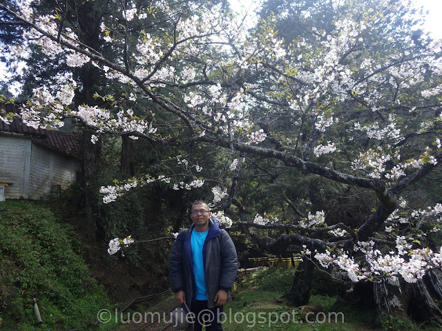 Alishan cherry blossom