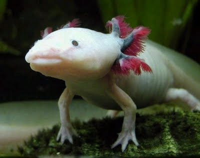 Axolotl, si ikan berkaki yang unik dari Mexico