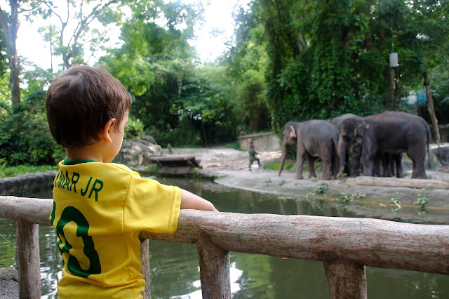 Lucas apreciando os elefantes