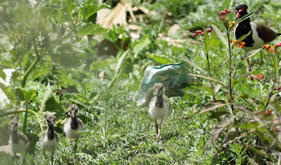 Red-wattled Lapwing - with fledglings surviving against all odds