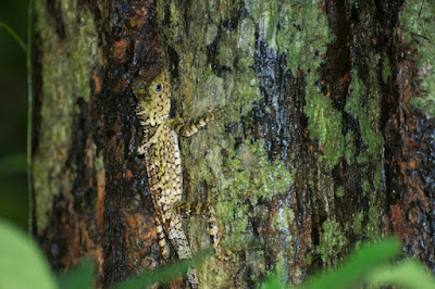 Blue-eyed Angle-headed Lizard (Gonocephalus liogaster)