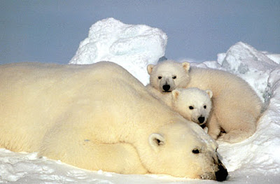 polar bear pictures