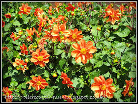 Orange dahlias