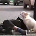 Dog guarded owner who fainted on road (Video) 