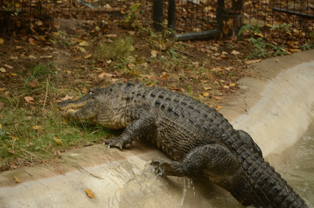 May's back foot scratches at the pond's bank as she climbs out.