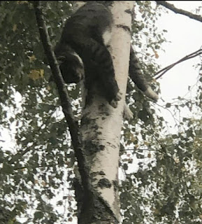 Död katt i ett träd. Katten har fastnat i en klyka