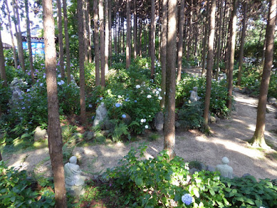 長尾の寺・正俊寺の紫陽花庭園