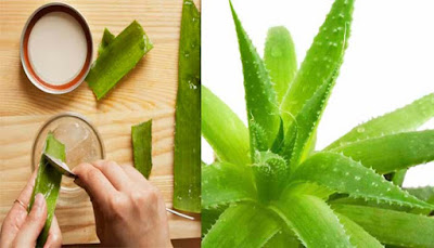 Anti-Aging Foods Aloe Vera