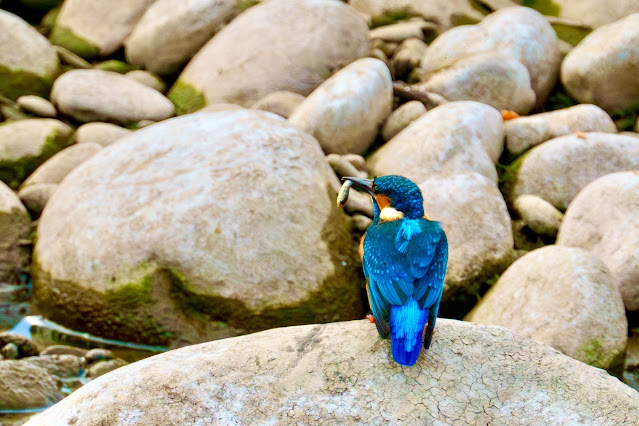 一隻很會捕魚的「狗」— 翠鳥