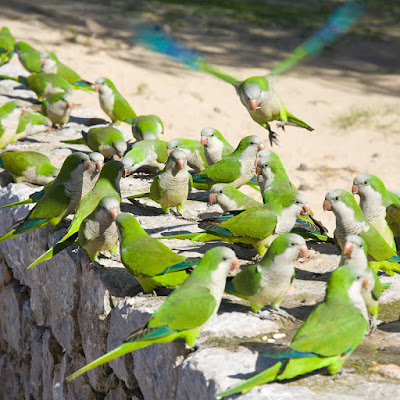 Las cotorras Argentinas de pecho verde, llegaron a España como mascotas en 1975, y su suelta accidental o voluntaria las ha convertido en una plaga. 