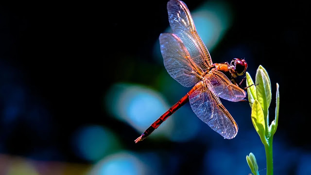 Beautiful Dragonflies