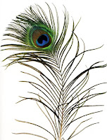 peacock feather