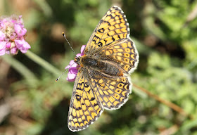 Glanville Fritillary - Isle of Wight