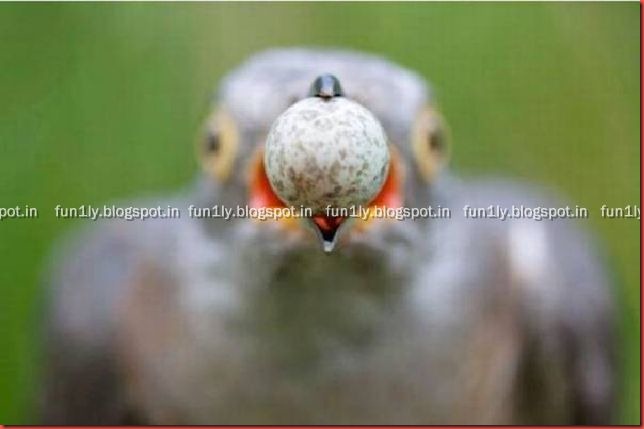 fun1ly.blogspot.in (26)