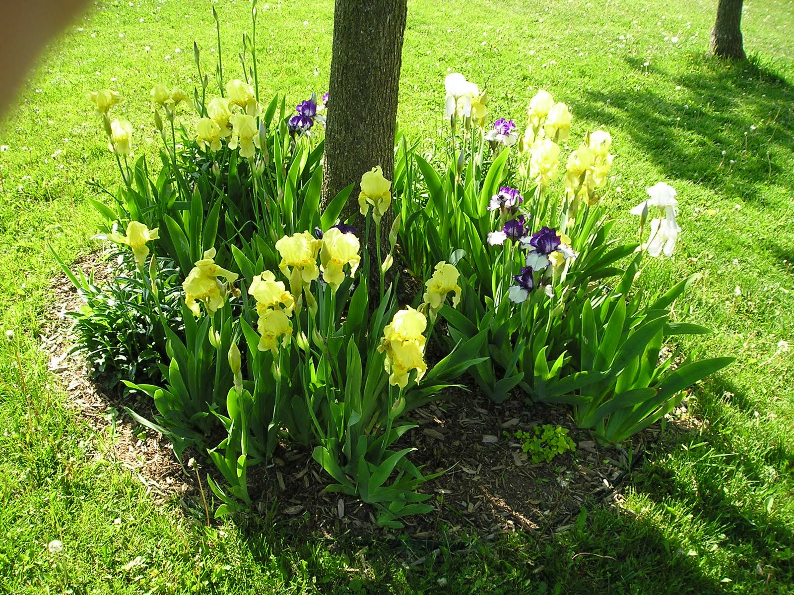 Home And Garden : Flowers in the base of trees-flowers around trees