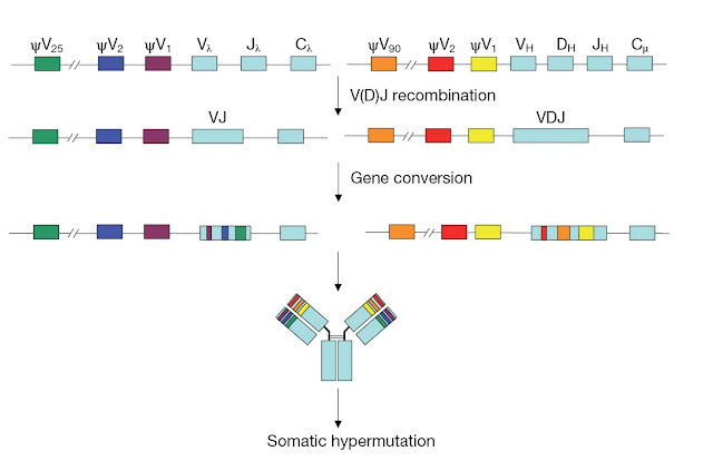 Immunoglobulin diversification using gene conversion