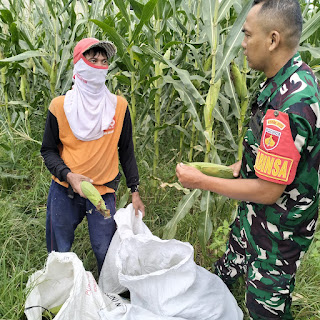 Jaga Ketahanan Pangan Babinsa Bersama Petani Jagung Melaksanakan Panen Jagung Di Wilayah Binaan