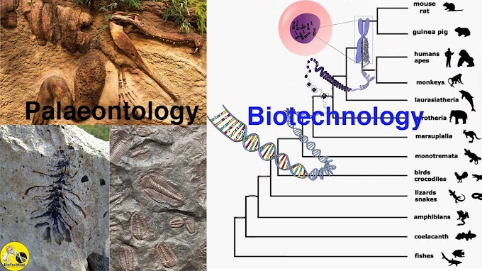 Role of Palaeontology in Biotechnology