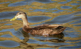 anseriformes anade sombrio Anas rubripes