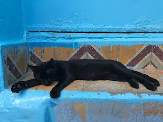 een pikzwarte kat ligt languit op een bankje langs een blauwe muur