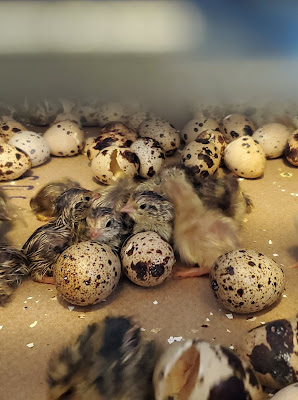 coturnix quail hatching