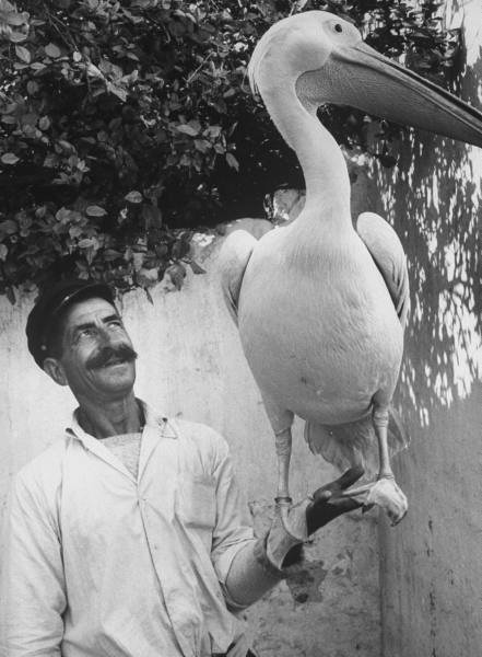 Balancing The Pelican