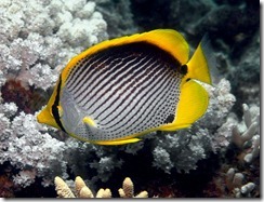 Butterfly Fish