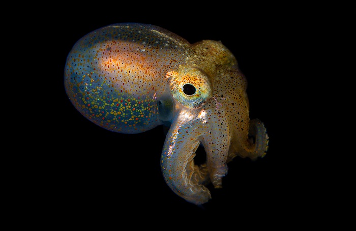 Octopus Brainiacs of the Sea