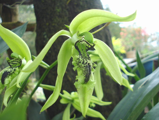 bibit tanaman hias,  tanaman hias anggrek,  cara budidaya tanaman hias,  informasi tanaman hias,  info tanaman hias,  gallery tanaman hias,  sentra tanaman hias,  tabloidgallery, Mawar, Anggrek, Bonsai, Puring, Melati, Anthurium