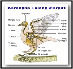 Biology Laporan Praktikum Zoology Chordata Aves