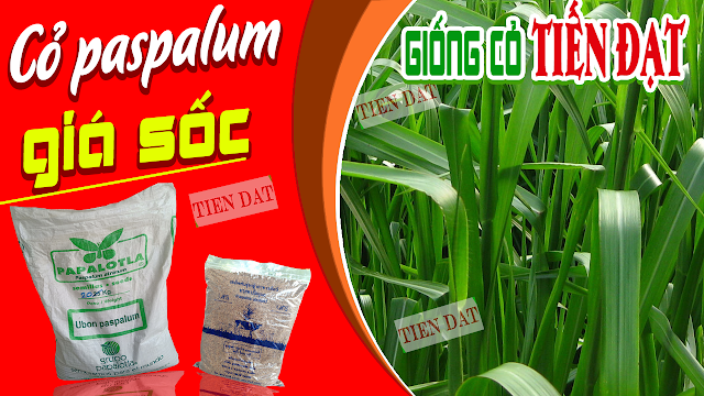 Bán hạt giống cỏ paspalum chịu ngập úng uy tín