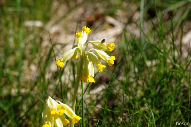 2011_0508läckö0004