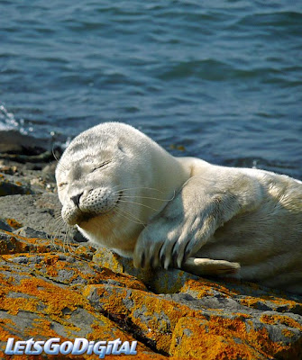 Cute Seal Seen On www.coolpicturegallery.us