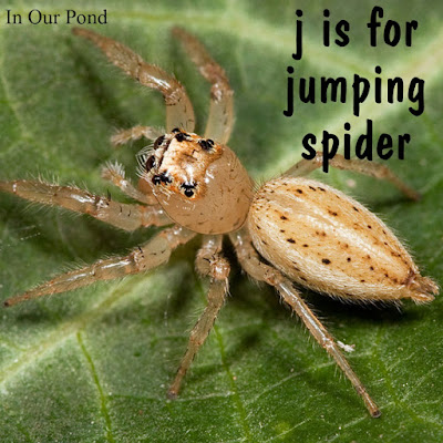 J is for Jumping Spider Homeschool Unit from In Our Pond