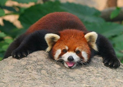 red panda 08 Red Panda