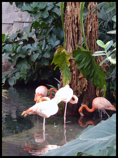 parc phoenix flamands rose