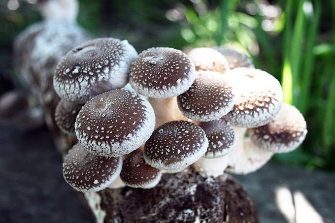 Shittake mushroom spawn in Meghalaya | Mushroom spawn supply | Mushroom spawn kits