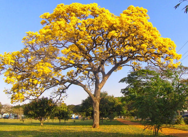 Ipê-amarelo (Handroanthus ochraceus)