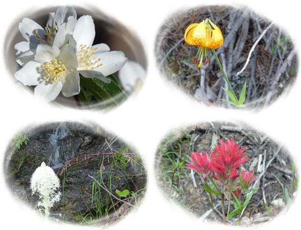 Wildflowers