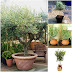 Olive tree ideas - a symbol of peace grow in the garden