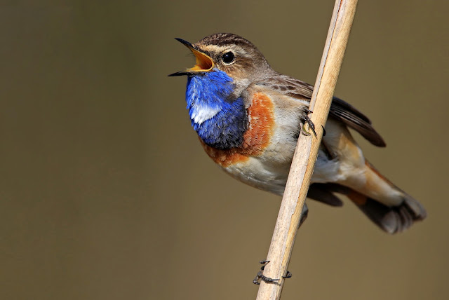 Luscinia svecica