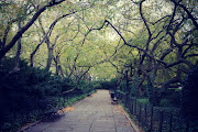 Central Park (new york central park arbres)