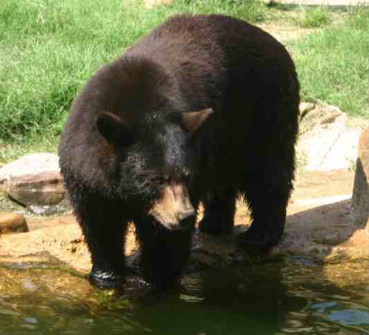 Black Bear